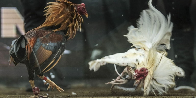 Bí quyết đá gà cựa dao