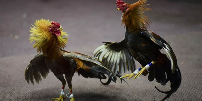 Bí quyết đá gà cựa dao chắc thắng chuyên gia chia sẻ