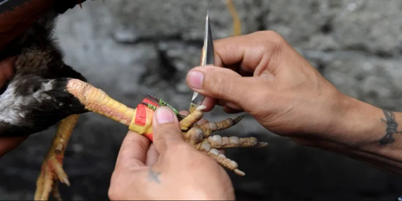 Tìm hiểu đá gà cựa dao