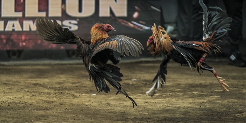 Đá gà trực tiếp Thomo